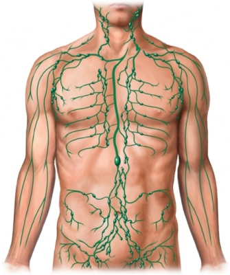 Лимфатическая система – лимфодренаж в Праге